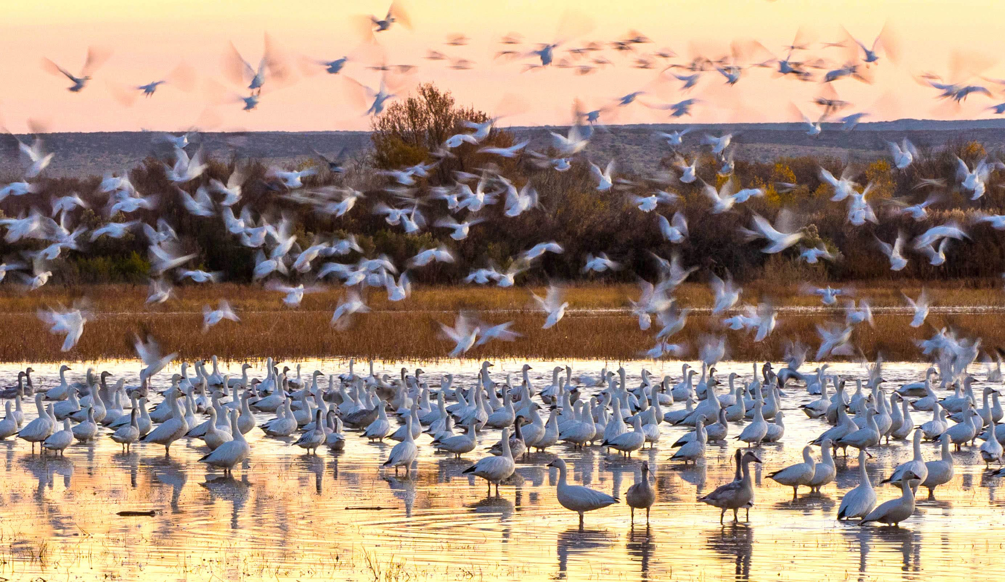 Snow Geese 
